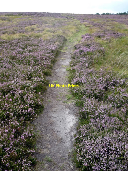 Photo 6"x4" Moorland path, Derbyshire Nether Padley c2010