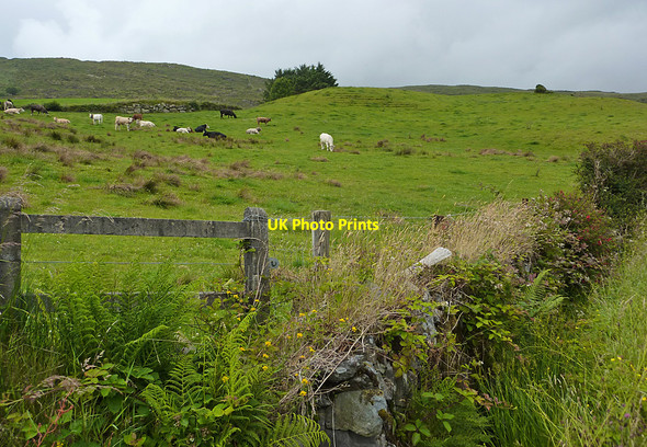 Photo 6"x4" Cattle grazing, Curraglass Ballingeary c2010