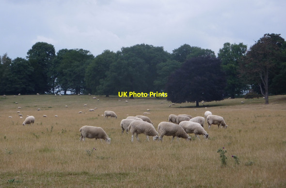 Photo 6"x4" Sheep grazing in parkland near Scofton Scofton c2010