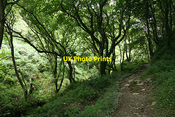Photo 6"x4" Tintagel: near Trewethet Mill Trethevy\/SX0789 c2010