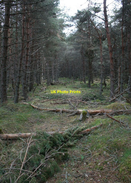 Photo 6"x4" Old extraction lane in forest Corarnstilbeg c2010