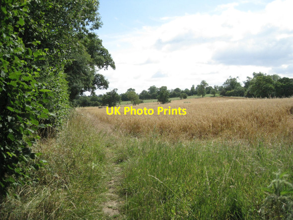 Photo 6"x4" Oats east of Fernhill Lane Fen End\/SP2275 c2010