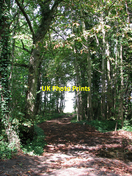 Photo 6"x4" Track in St Thomas Belt East Carleton c2010
