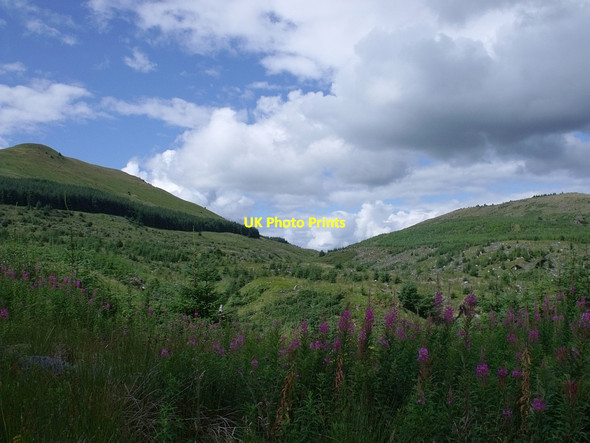 Photo 6"x4" Fireweed and rough terrain Little Bin\/NS6782 c2010
