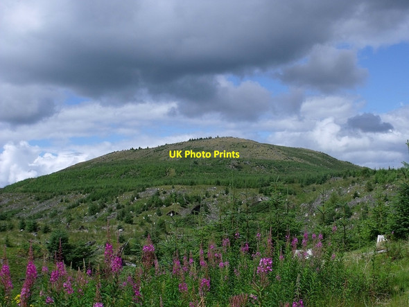 Photo 6"x4" Little Bin Little Bin\/NS6782 c2010
