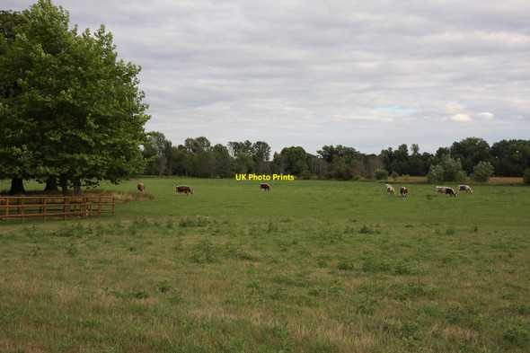 Photo 6"x4" Christ Church Meadows Oxford\/SP5106 c2010