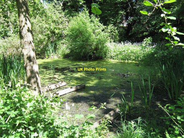 Photo 6"x4" Pond Life, Yardley Wood Road Highter's Heath c2010