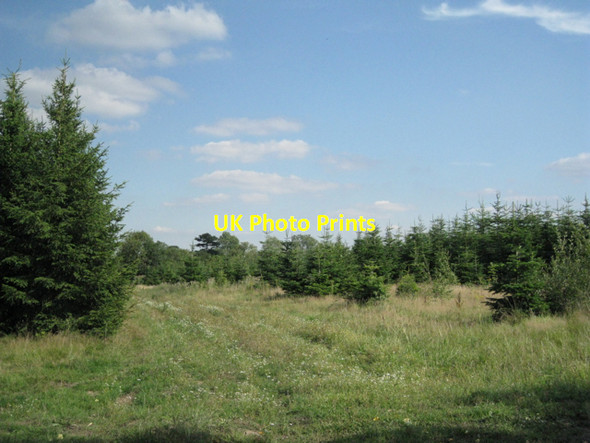 Photo 6"x4" Conifer crop near Wood Lane Farm Barston c2010