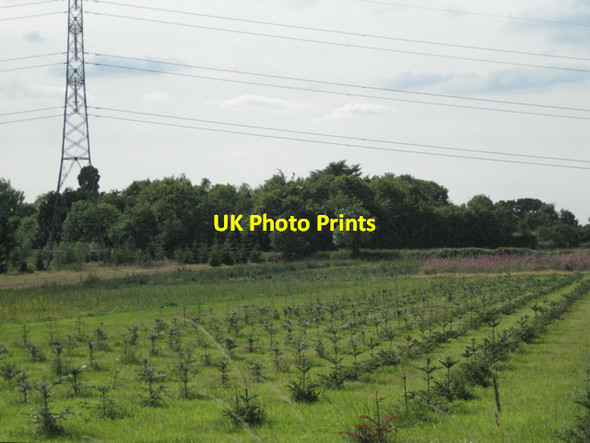 Photo 6"x4" Christmas tree crop? Barston c2010