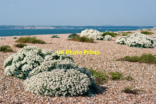 Photo 6"x4" The beach at Eastney Eastney c2009