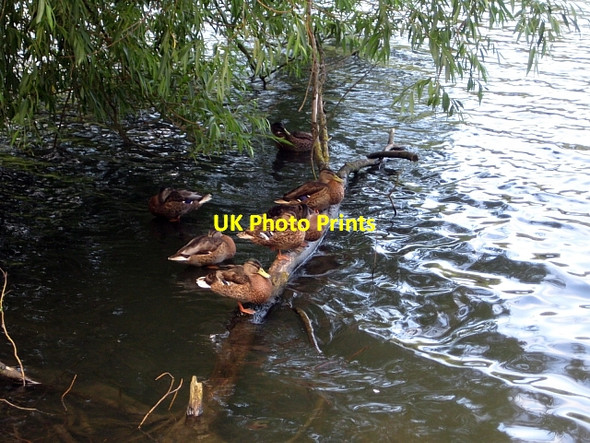 Photo 6"x4" Newmillerdam Country Park-Mallards Newmillerdam c2010