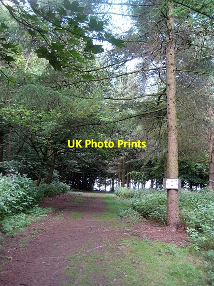Photo 6"x4" Newmillerdam Country Park-Arboretum (1) Newmillerdam c2010
