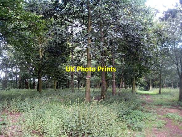 Photo 6"x4" Newmillerdam Country Park-Arboretum (4) Newmillerdam c2010