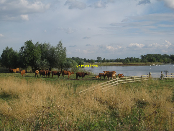 Photo 6"x4" Cattle grazing by Ferry Mere Holywell\/TL3370 c2010