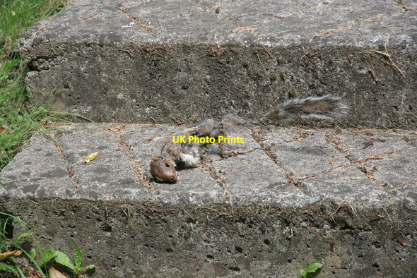 Photo 6"x4" Dead on the step New Radnor c2010