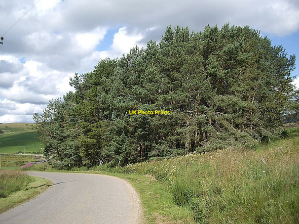 Photo 6"x4" Copse near Rippachie Towie\/NJ4312 c2010