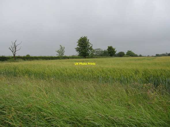 Photo 6"x4" A wet barley field Lower Street\/TL7852 c2010
