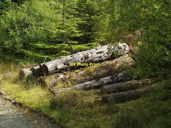 Photo 6"x4" Abandoned timber at roadside in Glengap Forest Bengray c2010