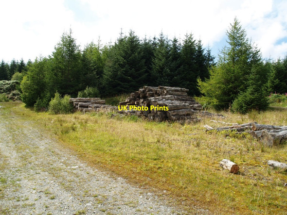 Photo 6"x4" Wood pile on disused quarry, Glengap Forest Fore Hill of Glengap c2010