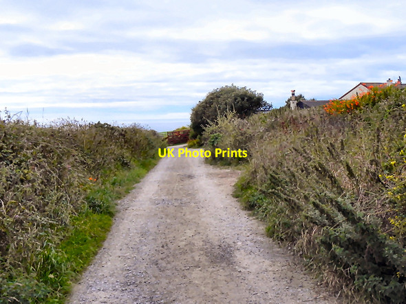Photo 6"x4" Lizard, Pentreath Lane Lizard c2010
