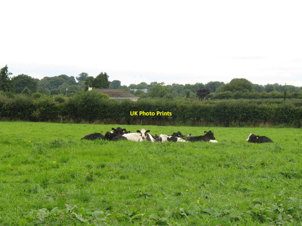 Photo 6"x4" Cattle near Ballygeale Patrickswell c2010