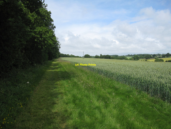 Photo 6"x4" Footpath past Brook's Wood Hawkedon c2010