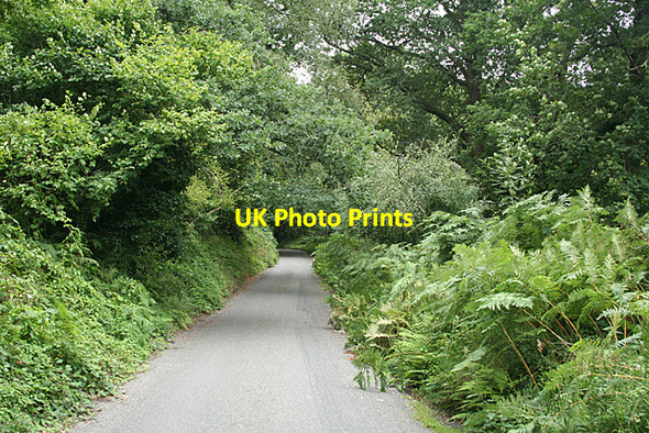 Photo 6"x4" Ashburton: lane to Owlacombe Cross Sigford c2010