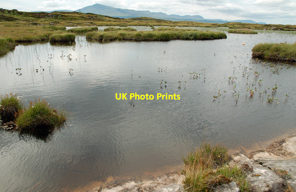 Photo 6"x4" Bogbean growing in lochan, Eilean Fladda (Fladday) Torran\/NG5949 c2010