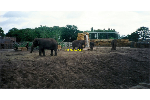 Photo 6"x4" Elephant Enclosure Chester Zoo Moston\/SJ4070 c2002