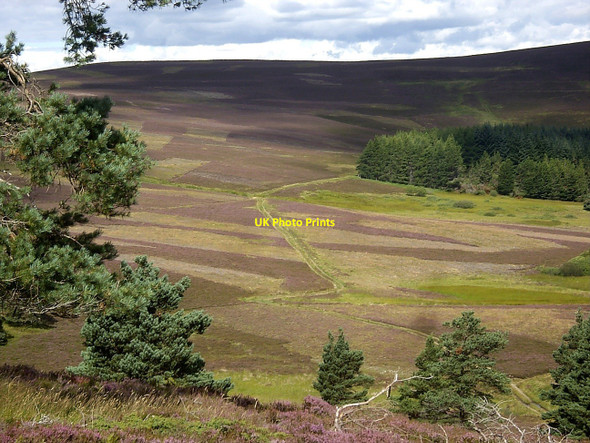 Photo 6"x4" An area of 'hut circles' near Auldtown Migvie c2010