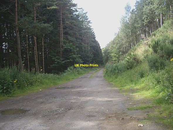 Photo 6"x4" Forest track by River Don Heugh-head\/NJ3811 c2010