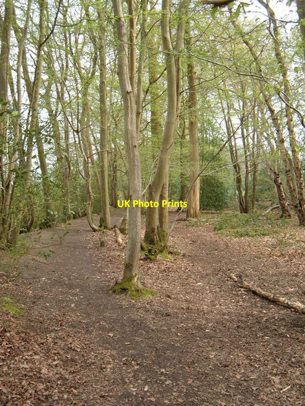 Photo 6"x4" Footpath round the west edge of Tyrrel's Wood Colegate End c2009