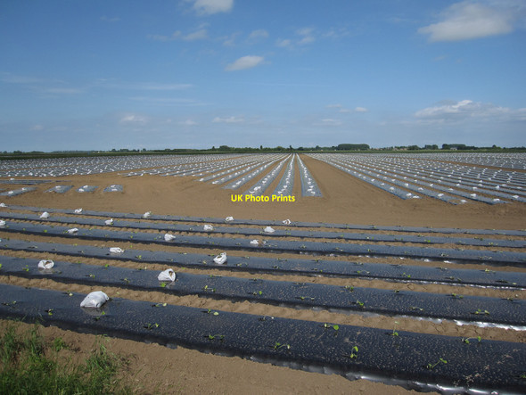 Photo 6"x4" Vegetable field Upwell c2010