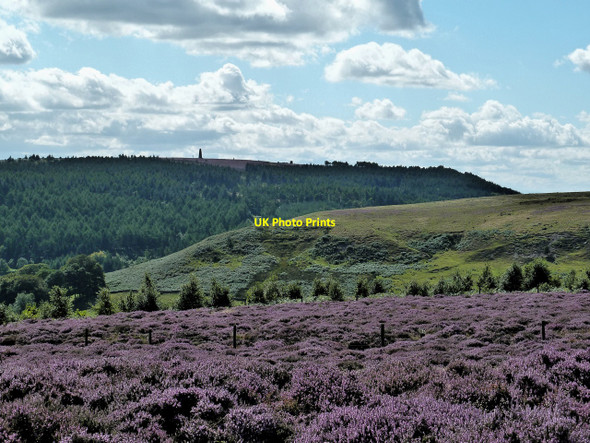 Photo 6"x4" Heather Moorland, Percy Cross Rigg Hutton Village c2010