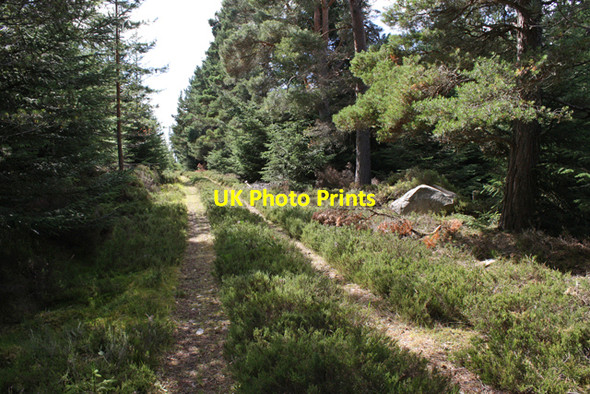 Photo 6"x4" Track in plantation on Scoot More Cragganmore\/NJ1636 c2010