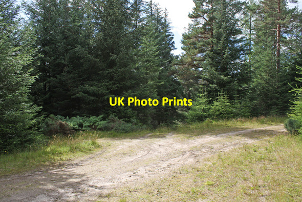 Photo 6"x4" Crossroads in plantation on Scoot More Cragganmore\/NJ1636 c2010