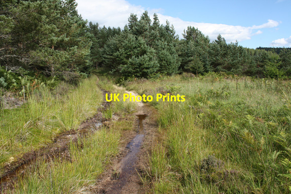 Photo 6"x4" Wet track in plantation Cragganmore\/NJ1636 c2010
