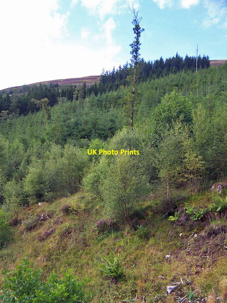 Photo 6"x4" Newly planted area of forest Ballachulish c2010