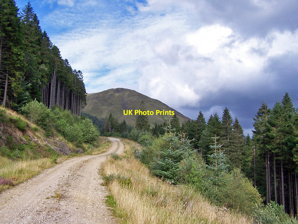 Photo 6"x4" Forest track north of Loch Leven Ballachulish c2010