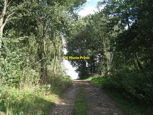 Photo 6"x4" Track through the woods Holme\/SE9206 c2010