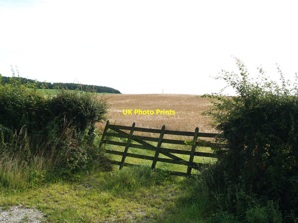 Photo 6"x4" Gate and field of ripe barley Kirkcudbright c2010