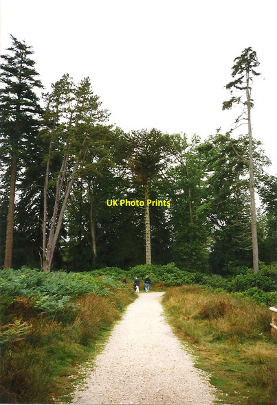 Photo 6"x4" Path near Ornamental Drive - New Forest Bank\/SU2807 c1998