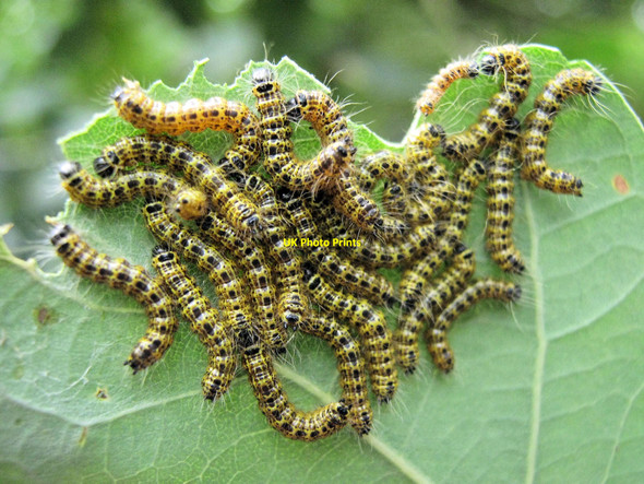 Photo 6"x4" Caterpillars of the Buff-tip Moth Davenport\/SJ8065 c2010
