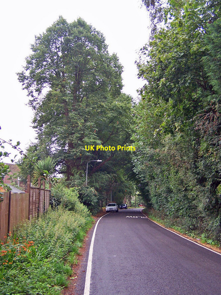 Photo 6"x4" Holmesland Lane, Botley Broadoak\/SU5013 c2010