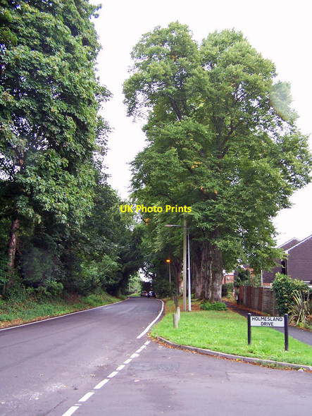 Photo 6"x4" Trees in Holmesland Lane Broadoak\/SU5013 c2010