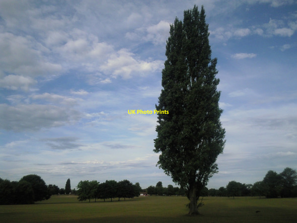 Photo 6"x4" Tree at Eltham Park South Eltham c2010