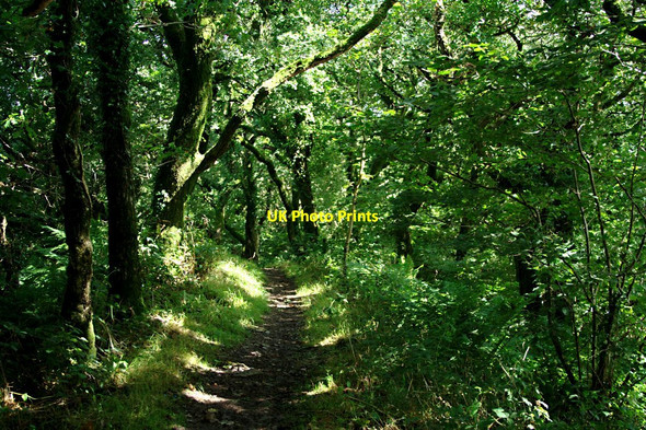 Photo 6"x4" The Coast Path through Worthygate Wood Buck's Mills c2010