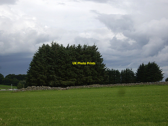 Photo 6"x4" Copse off northern edge of Kingshill Wood Blacktop c2010