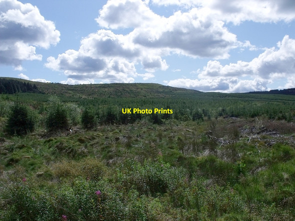 Photo 6"x4" The young plantation (1690) High Banton c2010