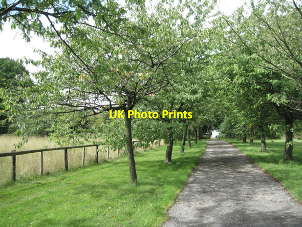 Photo 6"x4" Cherry-lined drive Balsall Street c2010